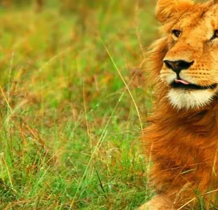 营地 Camping Sigean 2*