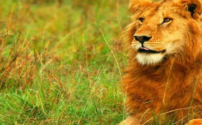 Campeggio Camping Sigean 2*